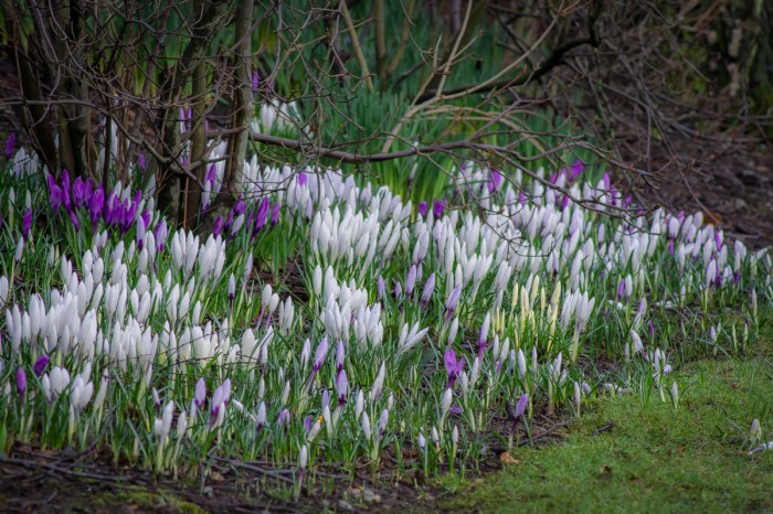 Vita och lila krokusar