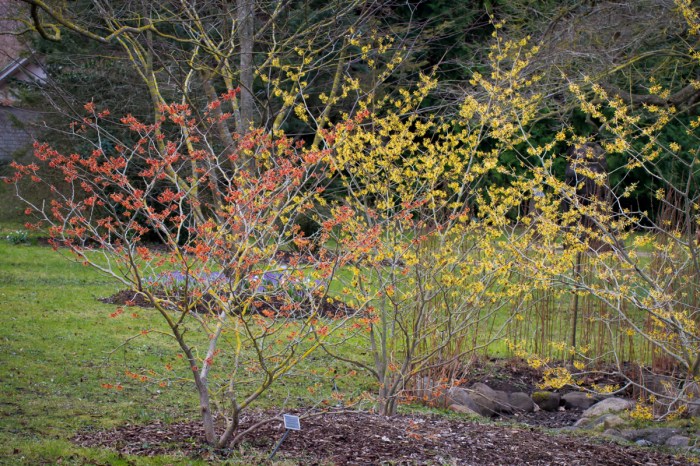 Blommande trollhassel