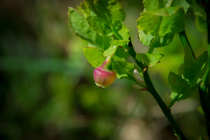 Blåbärsblomma