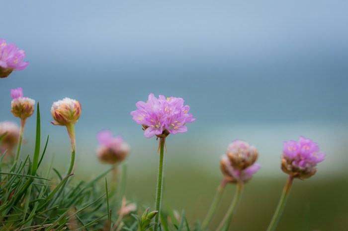 Trift på strandängen