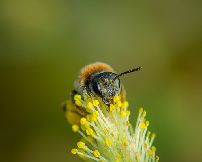 Bi på liten videblomma
