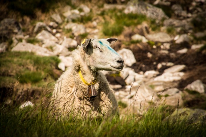 Ett får vid Lortabu
