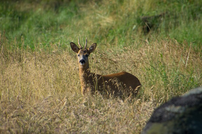 Rådjur i gräset