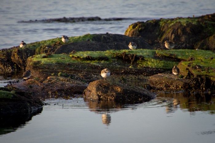 Strandpipare i kvällsro