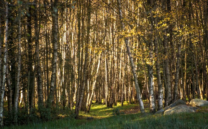 Björkskogen
