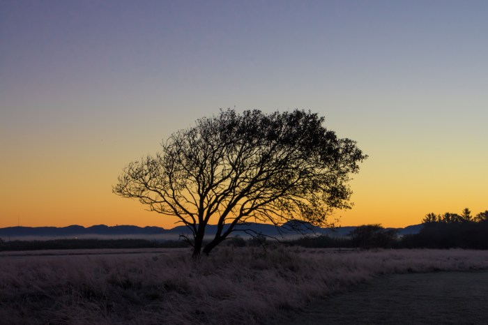Träd i soluppgången