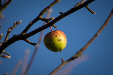 Decemberäpple