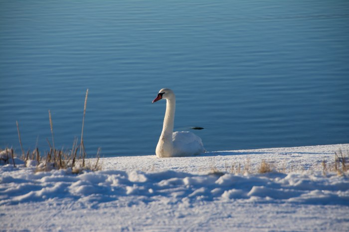 Svan på snö
