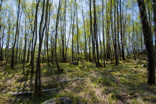 Vårstämning vid Dansen