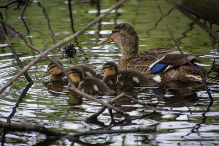Gräsand med dunbollar