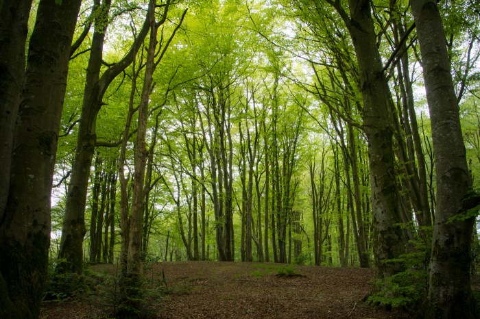 Skogen vid Mosvatnet
