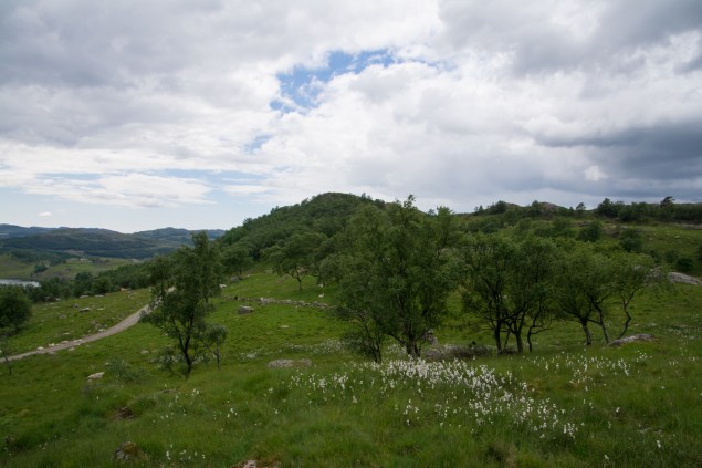 Ängsull och björkar