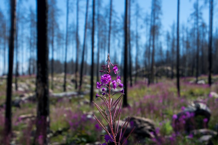 Rallarros i Hälleskogsbrännan