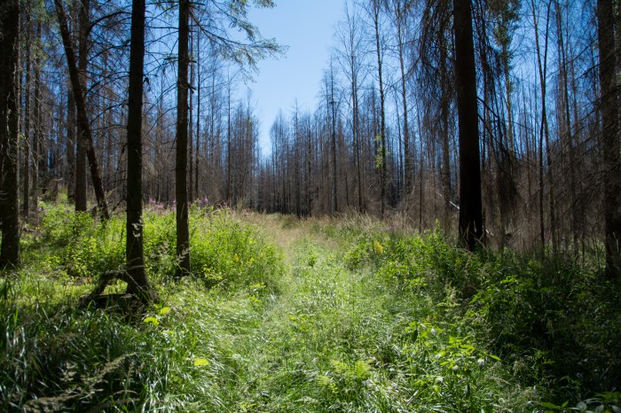Skidspår i Hälleskogsbrännan