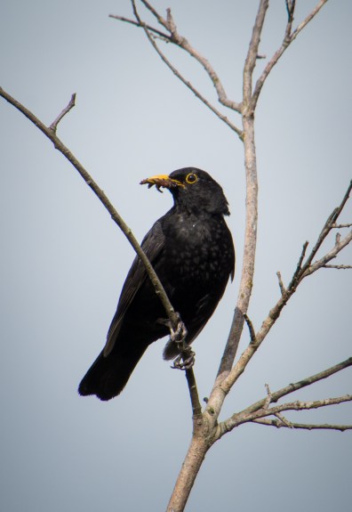Koltrast med mat i näbben