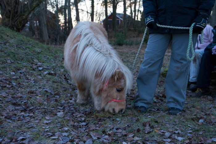 Shetlandsponny