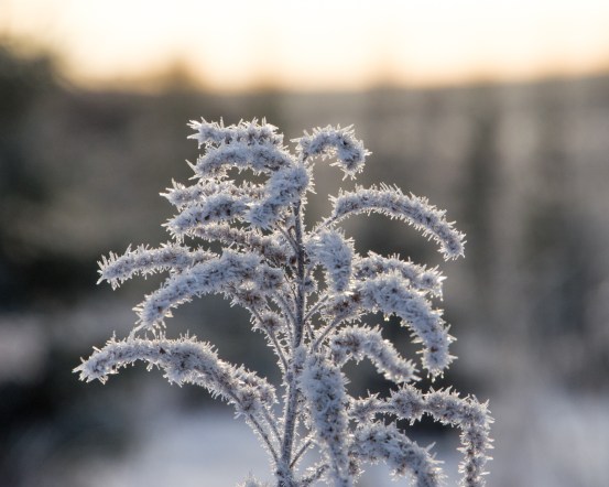 Frostblommor