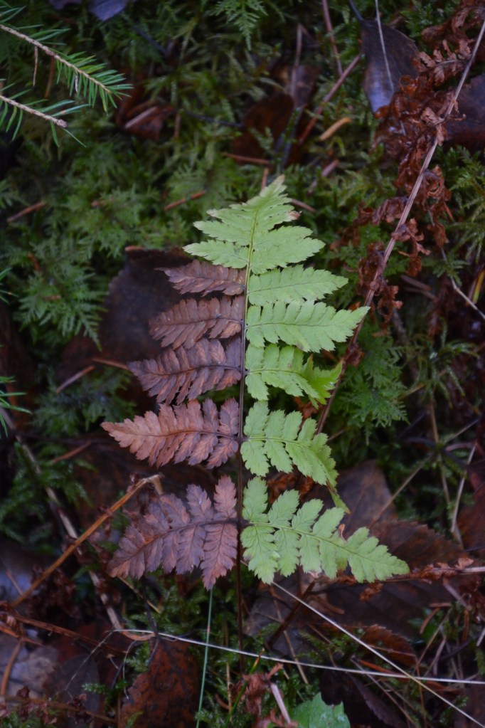 Halvt vissen ormbunke